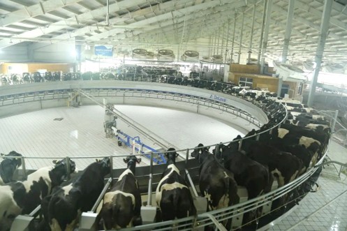 High-Efficiency and High-Profit Farms