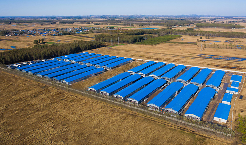 Liaoning Fuxin Broiler Cage Raising Equipment Project