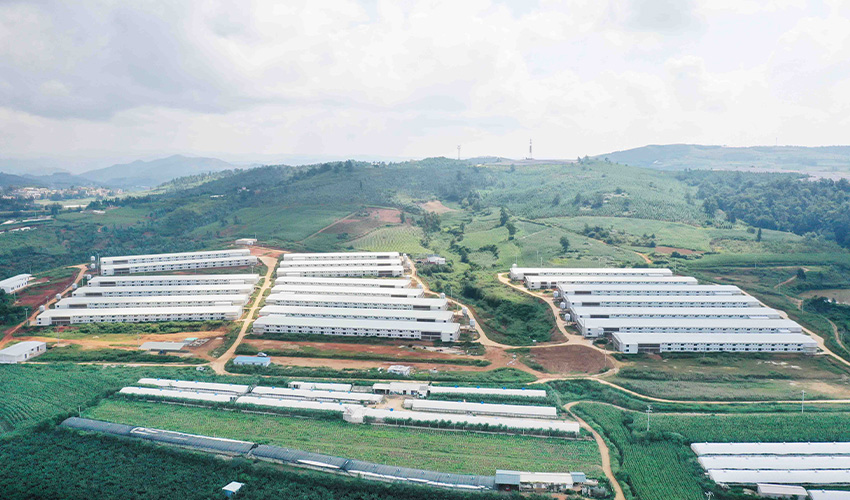 Broiler and Egg Layer