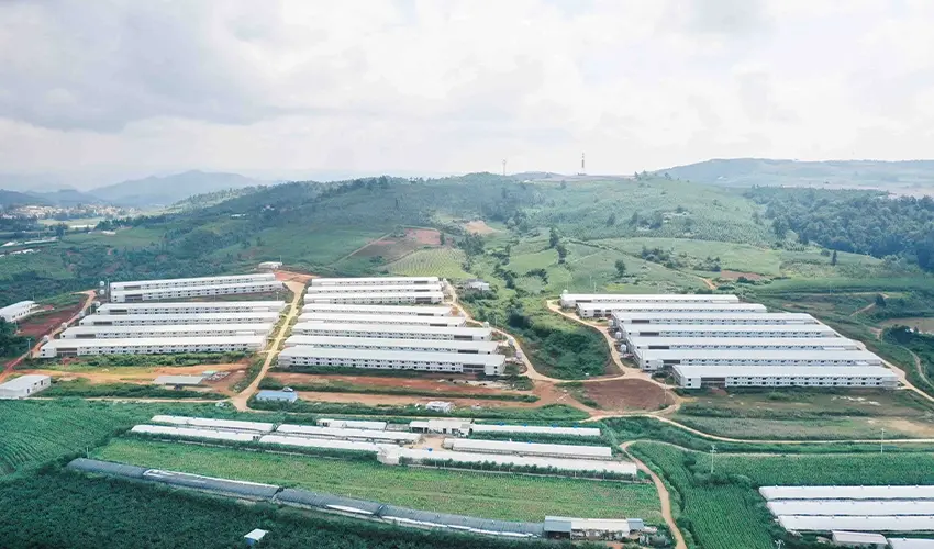 Poultry Farm EPC from China: Broiler & Layer Turnkey Solutions