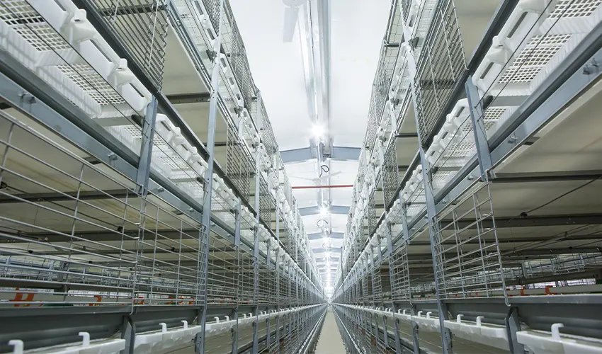 Optimizing Poultry Farm Equipment for Sustainable Success