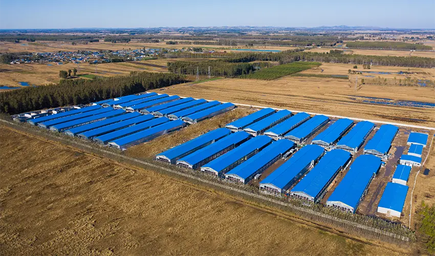 Poultry Farm Solutions: Saudi Arabia, Egypt & Africa Growth